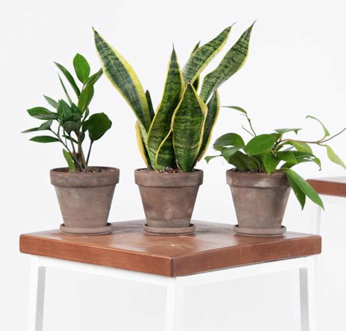 Photo courtesy of Bloomscape